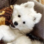 Asha_